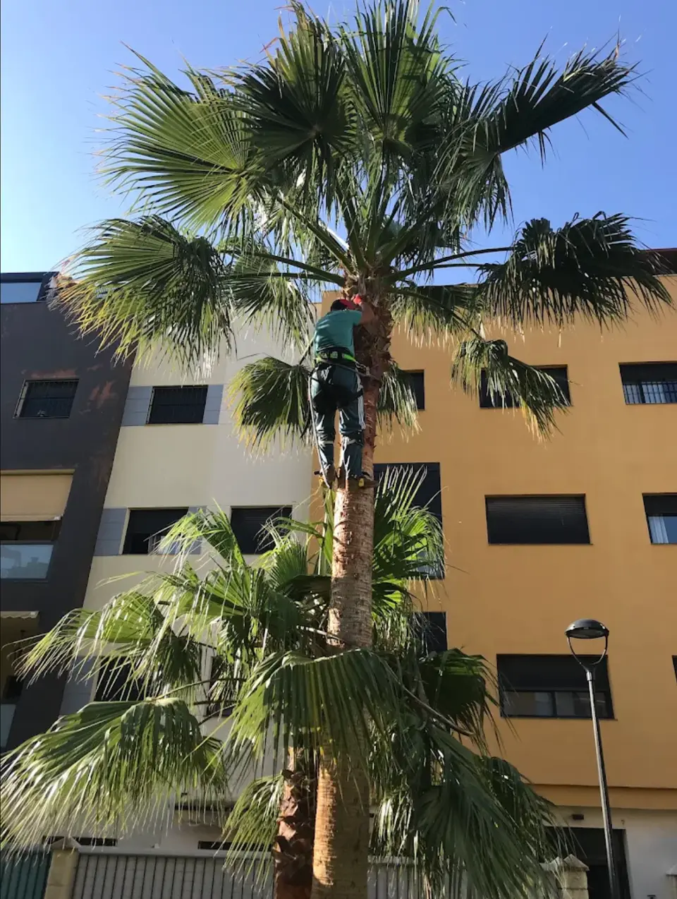 Poda de palmera